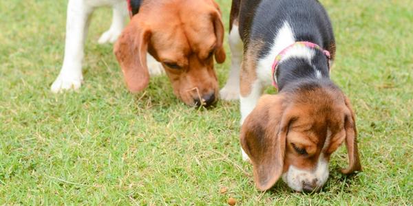 Is it ok for puppies to best sale eat their own poop